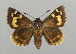 Female
